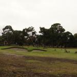 Anglesea golf con canguri